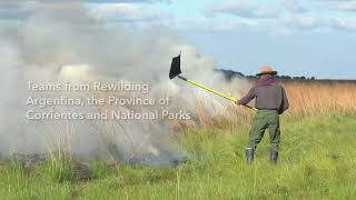 Wildfires devastate the Ibera wetlands