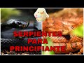 TOP 5 serpiente para PRINCIPIANTE