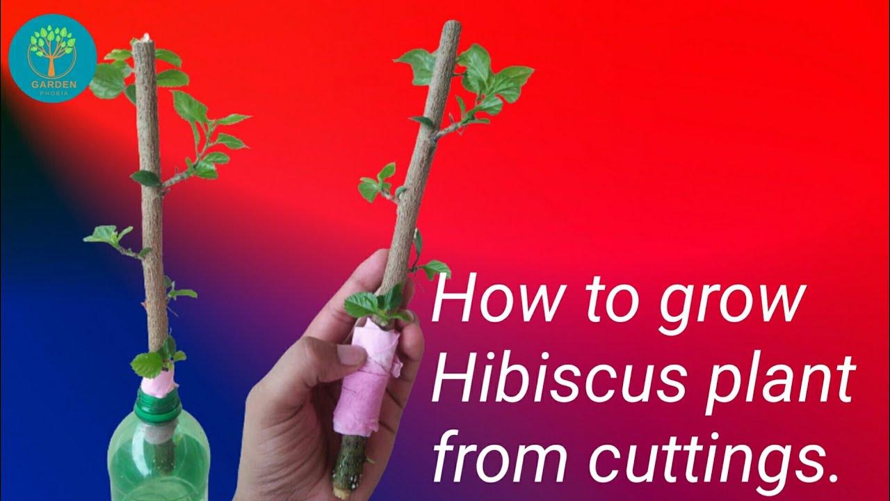 How to grow hibiscus from cuttings in water very early জবা গাছের ডাল থেকে চারা তৈরি একদম