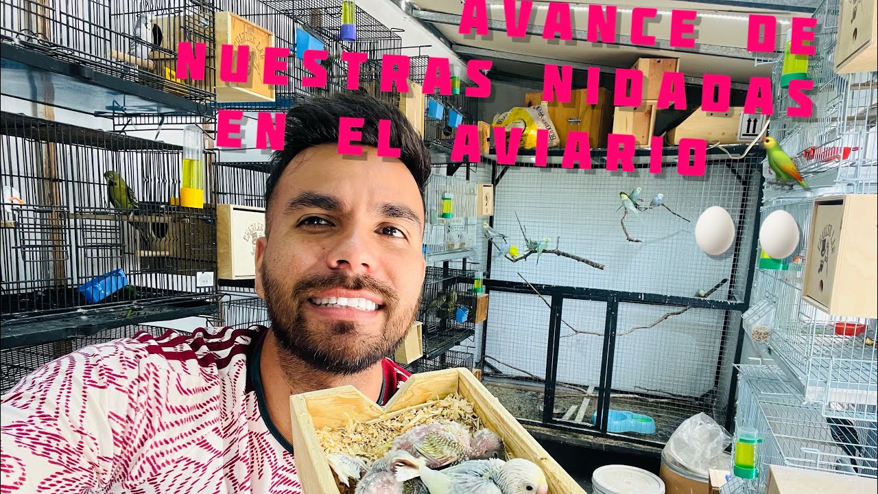 Avance de nuestras crías en el aviario! 🥚🥚🐥🐣 sorpresas nuevas!! 🙏🏽🔝🇲🇽🧿