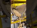 Maquina Separadora de grãos automática