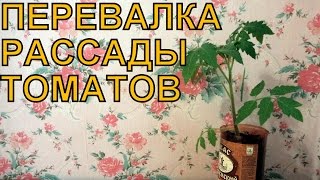 Уход за рассадой ТОМАТОВ после ПИКИРОВКИ (3). ПЕРЕВАЛКА рассады(Сейчас начало мая, время делать перевалку рассады в более крупные горшочки. Если выращивать рассаду в мален..., 2015-05-04T16:04:30.000Z)