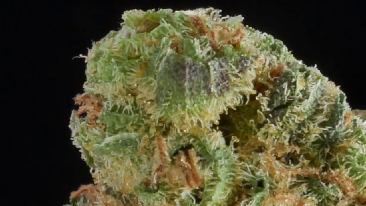 4K Cannabis 027 - Haven st. Blueberry Kush n402  