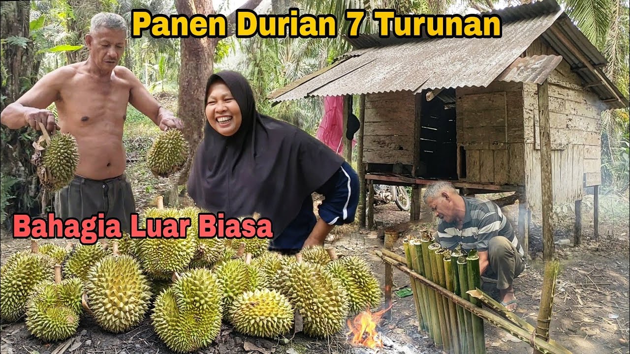 Panen Durian 7 Turunan || Bahagia Luar Biasa, suasana pecah saat menunggu durian jatuh