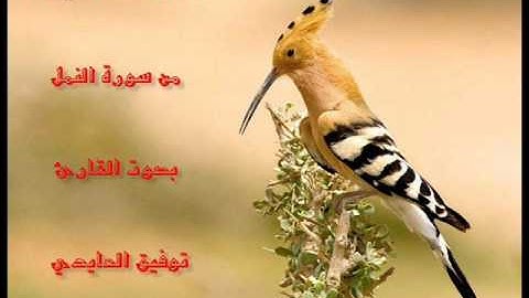القارئ توفيق العايدي قصة هدهد سليمان من سورة النمل هندسة صوتية أبو خالد2012