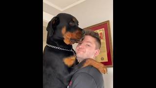 Vídeo de Rottweiler