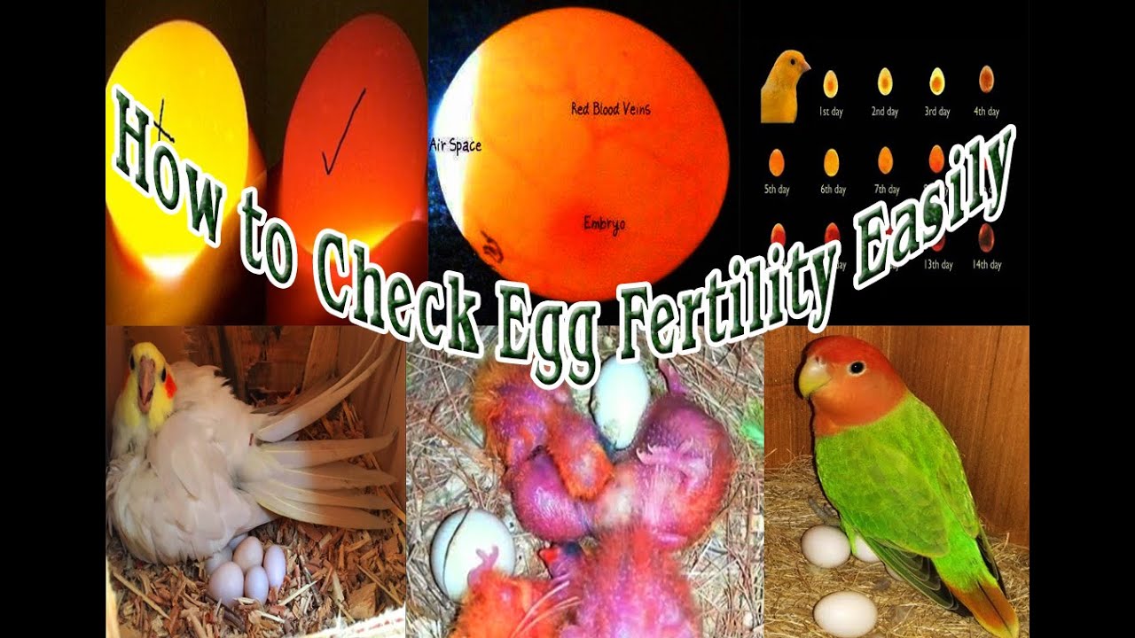 How to Identify Egg Fertility easily full Guide in Bengali(Fertile
