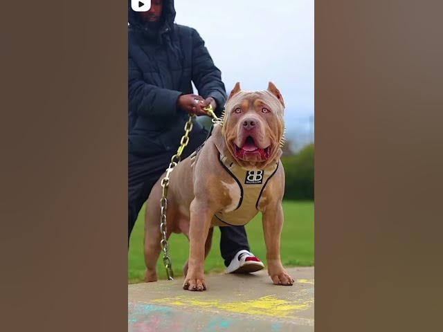 PITBULL DOG STATUS VIDEO 😈😈