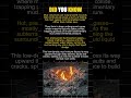 What Lies Beneath? The Explosive Truth About Mud Volcanoes 🌋🔥