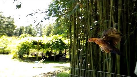 Slow Mode Fly Down - Jungle Fowl Mixed Hen