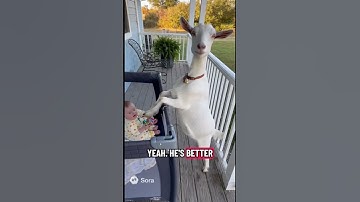 Goat Babysitting #shorts #youtubeshorts