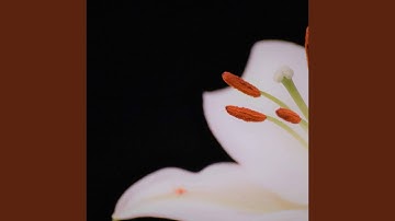 Background for Manageable Tranquillity