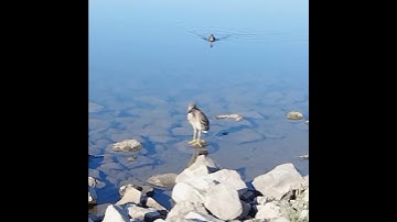 Thumbnail of young Black-crowned Night Heron crying for food.