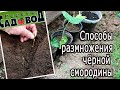 СПОСОБЫ РАЗМНОЖЕНИЯ ЧЁРНОЙ СМОРОДИНЫ