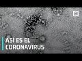 Nueva imagen del coronavirus - Las Noticias