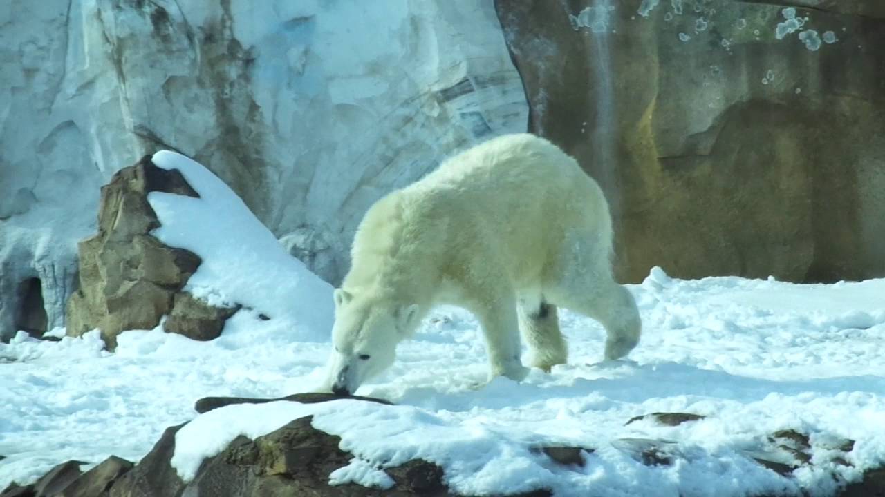 Polar Bear at the Louisville Zoo, January 23, 2016. YouTube