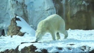 Polar Bear at the Louisville Zoo, January 23, 2016.