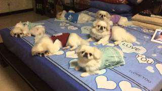 6 cute sleeping Pekingese