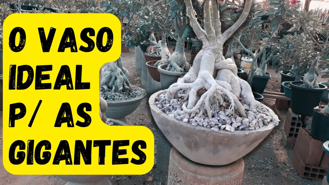 O Vaso Ideal para as Rosas do Deserto Gigantes