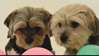 Dogs Dancing