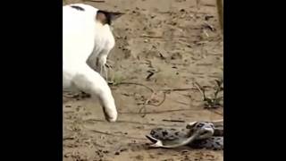 Cat vs Snake: Lightning Reflexes 😳🐱🐍