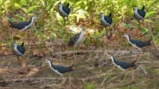 Bird catching video | Traditional Waterhen Bird Video | jal murgi bird catching 