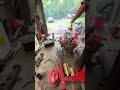 Our 283 Small Block Chevy Lives Again and it Sounds NASTY!