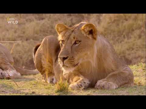 Nat Geo Wild: Африканские охотники 2 сезон 3 серия - Короли Нсефу