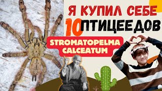 Я КУПИЛ СЕБЕ 10 ПАУКОВ-ПТИЦЕЕДОВ / Stromatopelma Calceatum