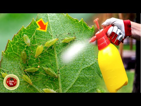 Video: 3 maniere om aartappels te vries