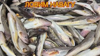 видео: ▶️ЛОВИМ НАВАГУ,КОРЮШКУ.УТОПИЛИ ТЕЛЕФОН.РЕКА ВЕЖМА.УНСКАЯ ГУБА.БЕЛОЕ МОРЕ#рыбалка#навага#корюшка#2025 картинка: ▶️ЛОВИМ НАВАГУ,КОРЮШКУ.УТОПИЛИ ТЕЛЕФОН.РЕКА ВЕЖМА.УНСКАЯ ГУБА.БЕЛОЕ МОРЕ#рыбалка#навага#корюшка#2025