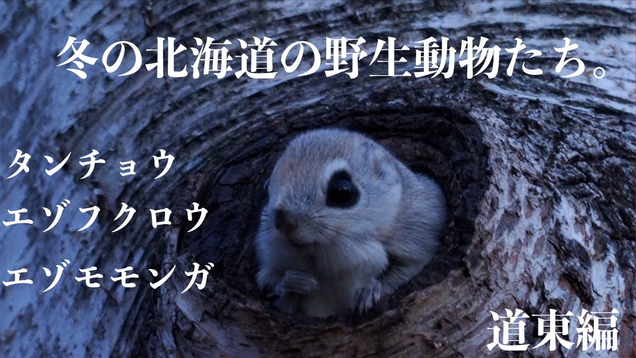 冬の北海道の野生動物たち 道東鶴居村編 Youtube 冬の北海道の野生動物たち 道東鶴居村編 Youtube