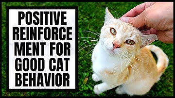 Positive Reinforcement for Good Cat Behavior