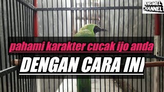 Cara mengetahui karakter burung cucak ijo