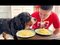 Spaghetti Eating Competition: How it was with Me and Bernese Mountain Dog