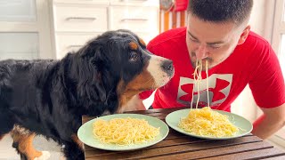 Spaghetti Eating Competition: How it was with Me and Bernese Mountain Dog by Teddy 32,995 views 2 years ago 2 minutes, 37 seconds