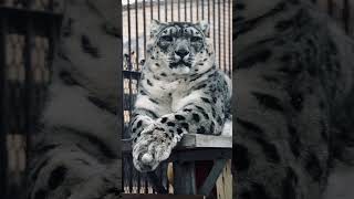 💢来自雪豹的压迫感！The Snow Leopard #Animal 【跟着图尔去旅行】