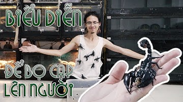 Để hàng chục con bọ cạp ĐỘC CỰC nhẹ lên người - Vietnam Forest Scorpion| WILDVN TV