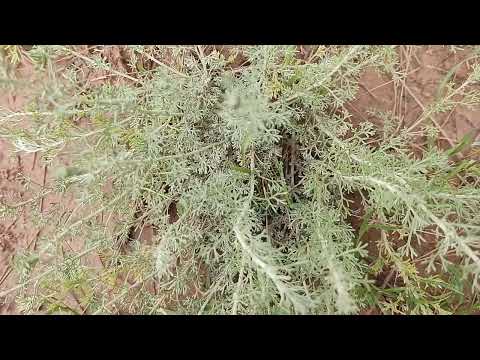 فوائدالشيح لفك السحر والمس