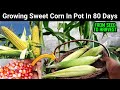 How To Grow Sweet Corn In Pot 🌽 Full Update Gamle Me Dher Sare Bhutte / Corn Ugane Ka Asan Tarika