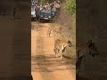 Tiger s 🐅#mother 🐅#children🐅🐅 forest 🌳Road crossing #subscribe👍😍😍 beautiful #video #Shorts