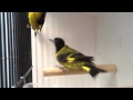 السسكن ذو الرأس الأسود Black-headed Siskin