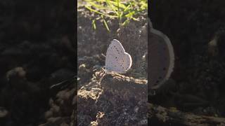 Holly Blue Butterfly Puddling on Sand (Celastrina argiolus) #butterfly #wildlife #nature #insects