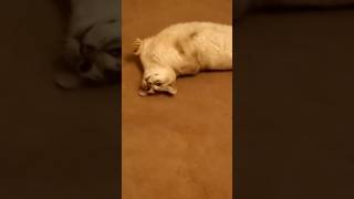 Cat Fire Alarm