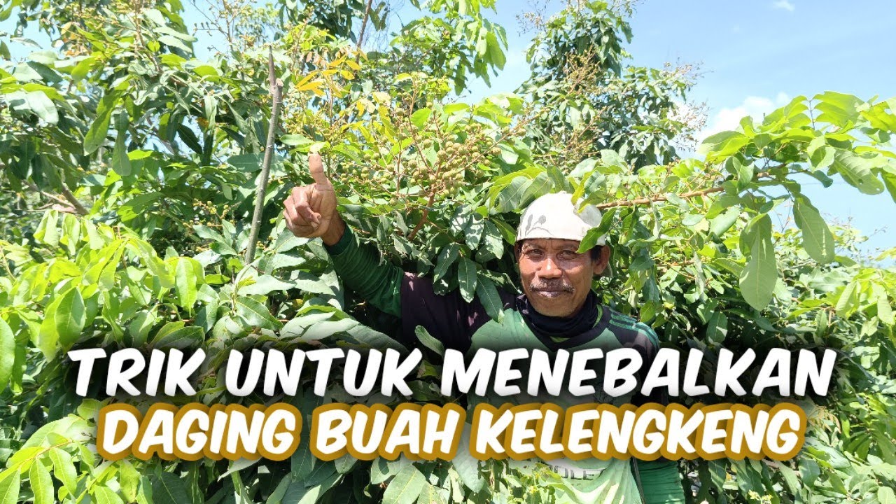 Trik Menebalkan Daging Buah Kelengkeng Dengan Tingkat Kematangan Buah