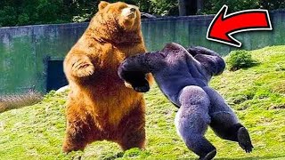TOP 10 MOST AGGRESSIVE ANIMALS IN THE WORLD 2021 by Animal Verse 59 views 2 years ago 9 minutes, 21 seconds