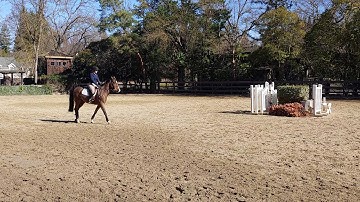 Bit test - straight bar happy mouth Pelham (trot)