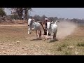 sami patel dungariya badalpar | kosumbha tirodi balaghat pat | ox races first round video