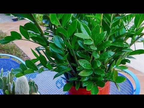 Vídeo: Plantas companheiras para inhame: aprenda sobre plantas que crescem bem com inhame