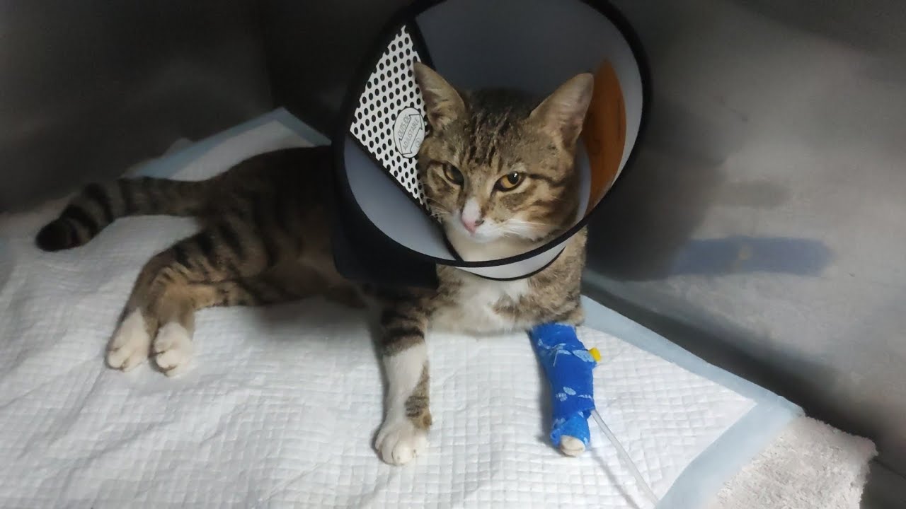 Vet Care In The Philippines Davao Emergency Vet Hospital During Holy vet-care-in-the-philippines-davao-emergency-vet-hospital-during-holy